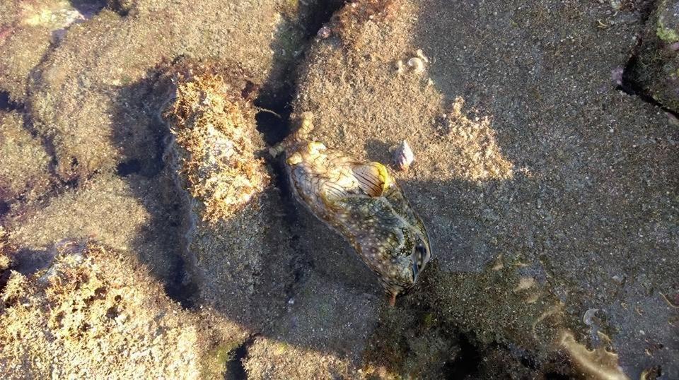 Dream Ocean View B&B 馬公市 エクステリア 写真